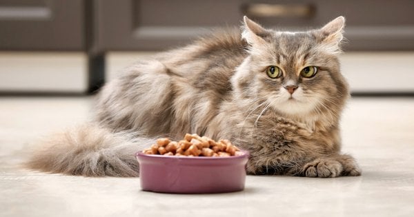 Корм Hill's для кошек с чувствительным пищеварением